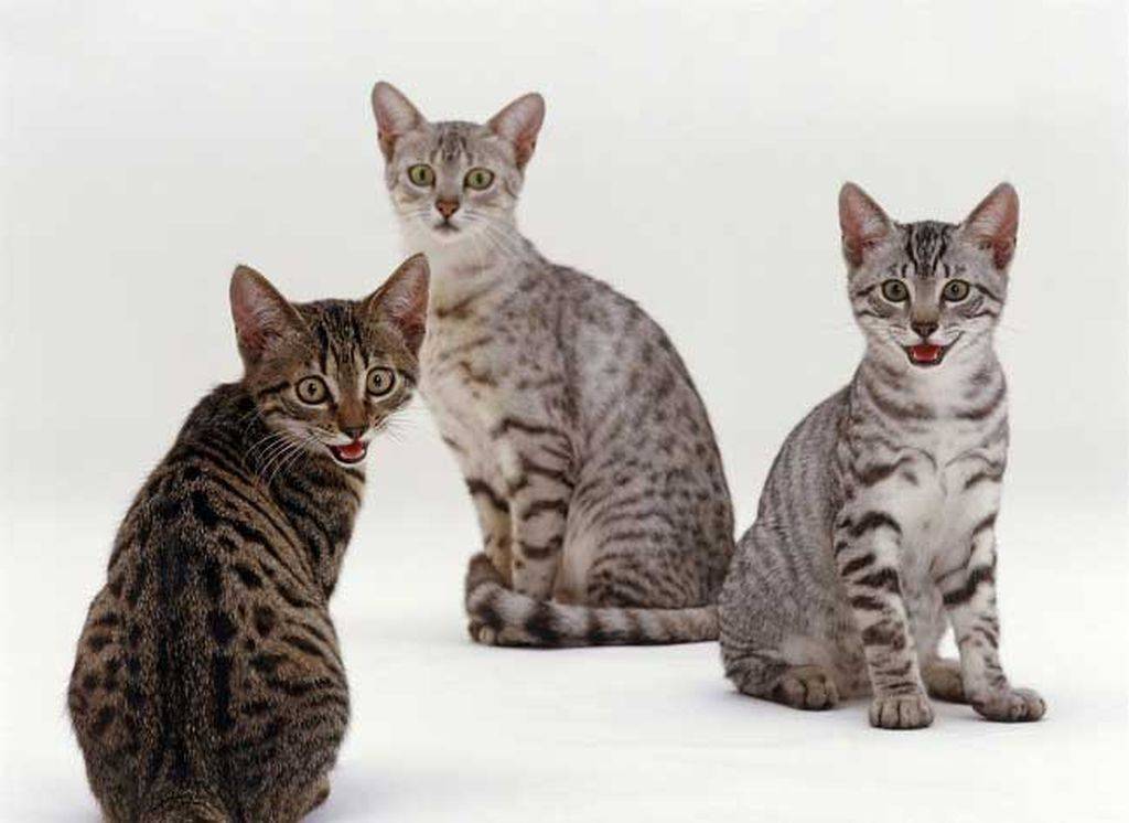Калифорнийская сияющая кошка: описание, фото, характер