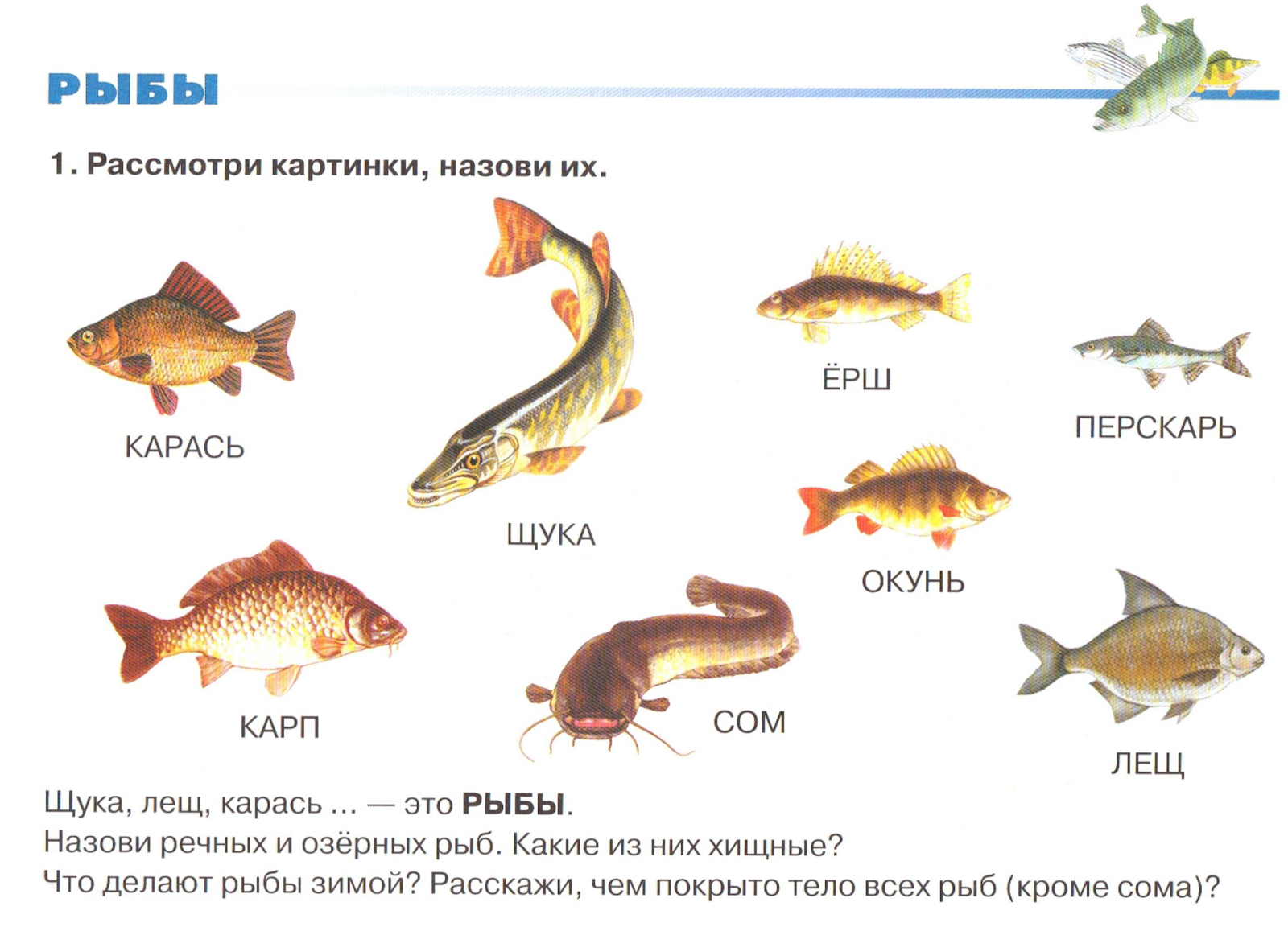 Как выбрать аквариум для рыбок