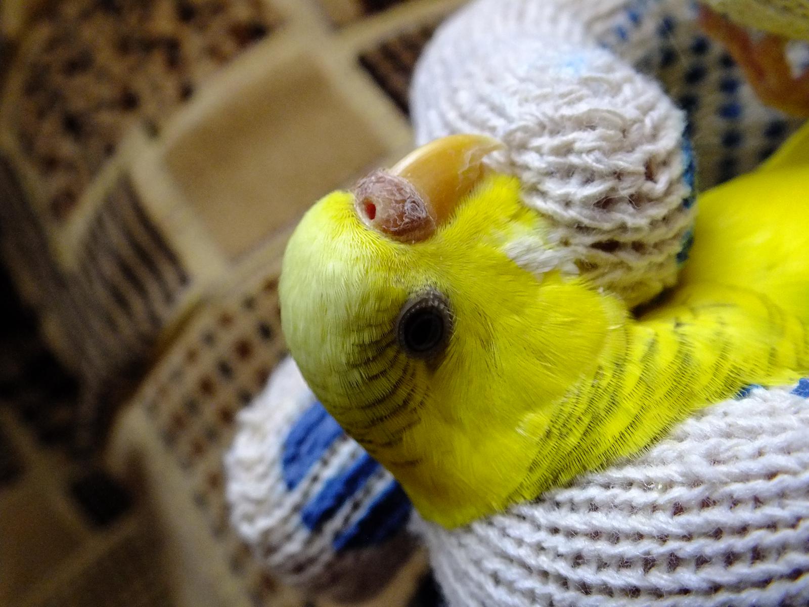 Почему попугай тяжело дышит с открытым клювом