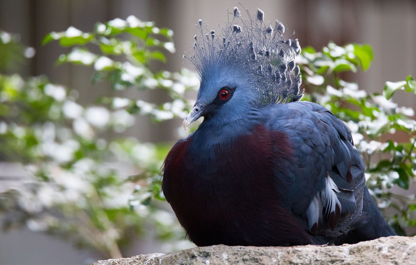 ТОП-10 самых красивых голубей в мире
