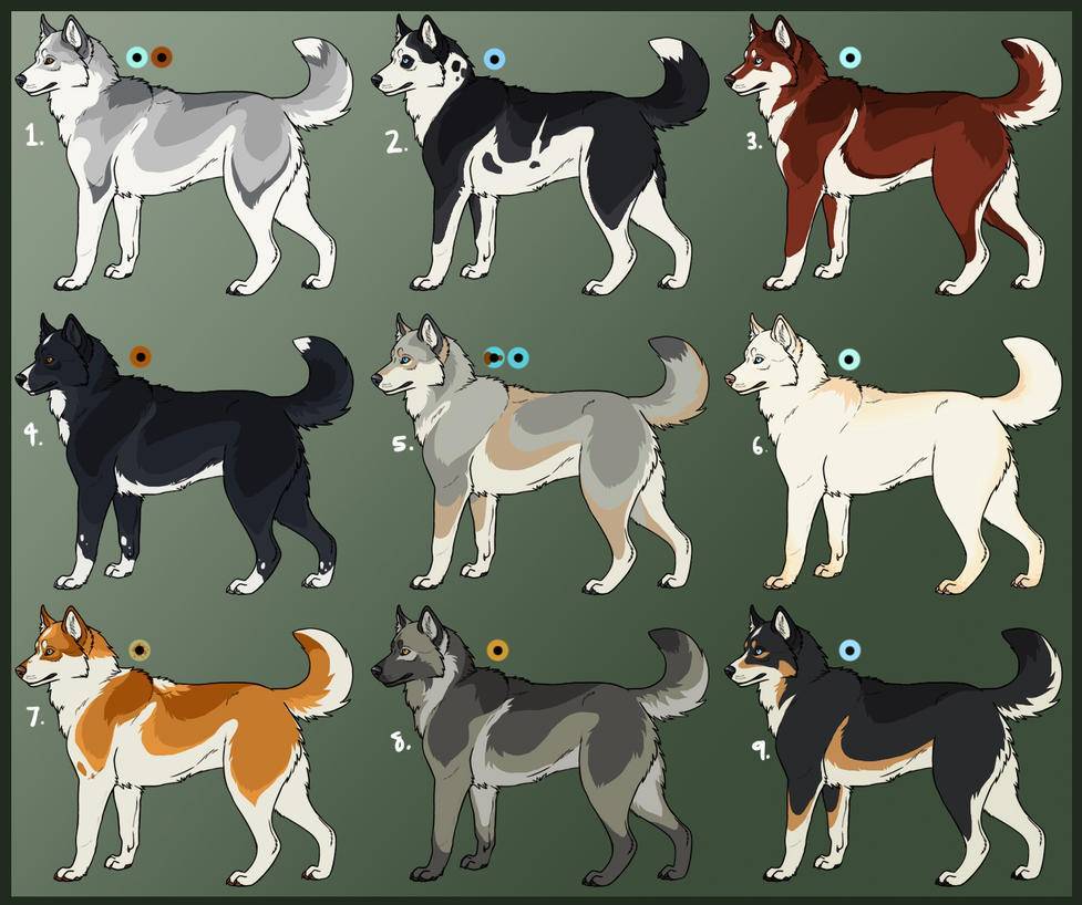 Описание породы собак сибирский хаски, основные аспекты ее содержания и ухода, фото