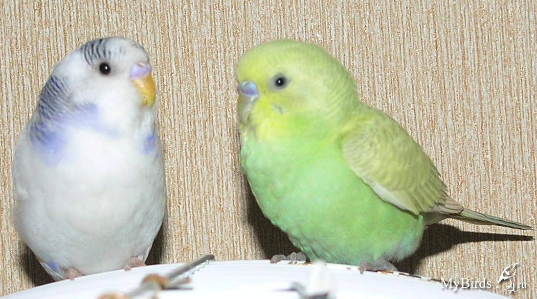 Окрасы (цвета) волнистых попугаев