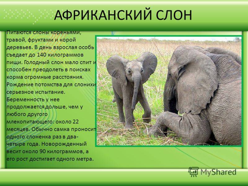 Сколько лет живут слоны в неволе и средняя продолжительность жизни слона