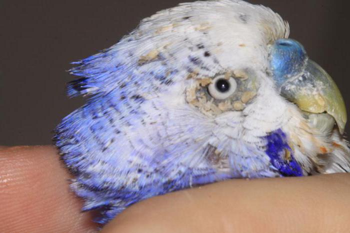 Лечение клеща у волнистого попугая: трахейный, перьевой