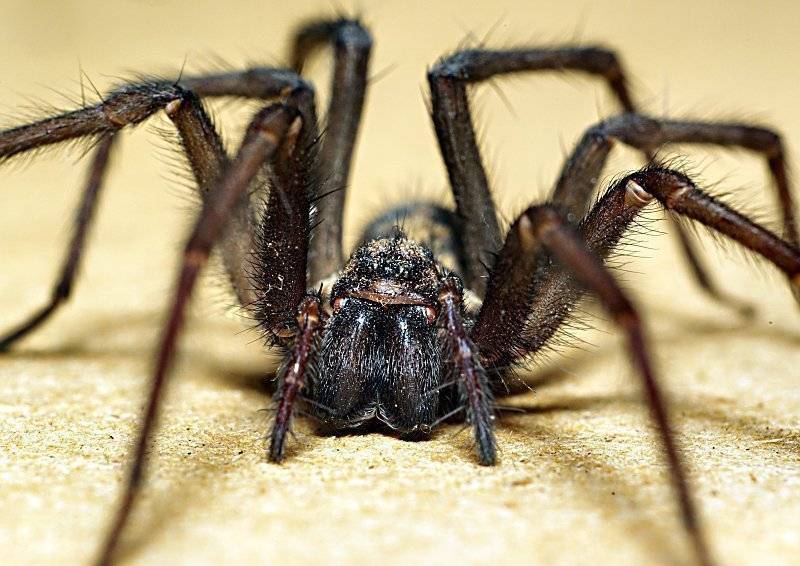 Приметы про пауков – что обещает нам встреча с восьмилапыми созданиями?