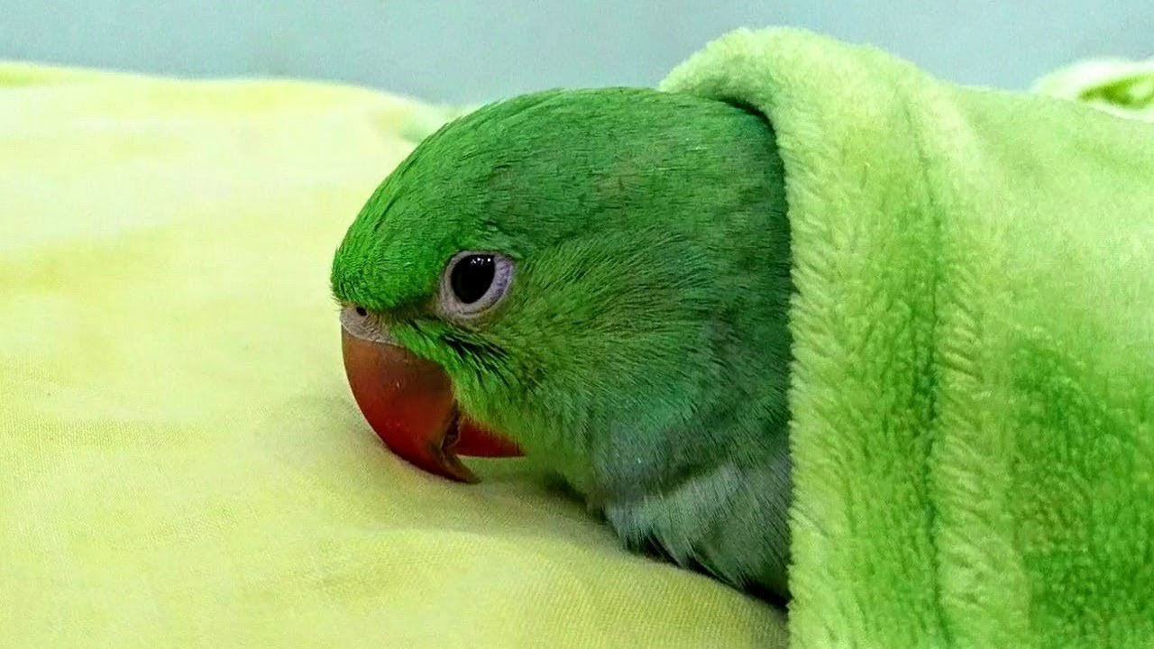 Попугай постоянно спит: почему?