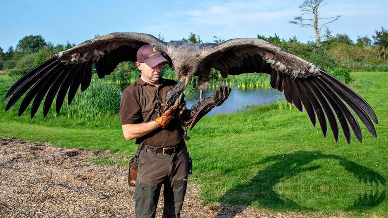 Самые большие птицы в мире: 10 наиболее крупных летающих хищных гигантов земли