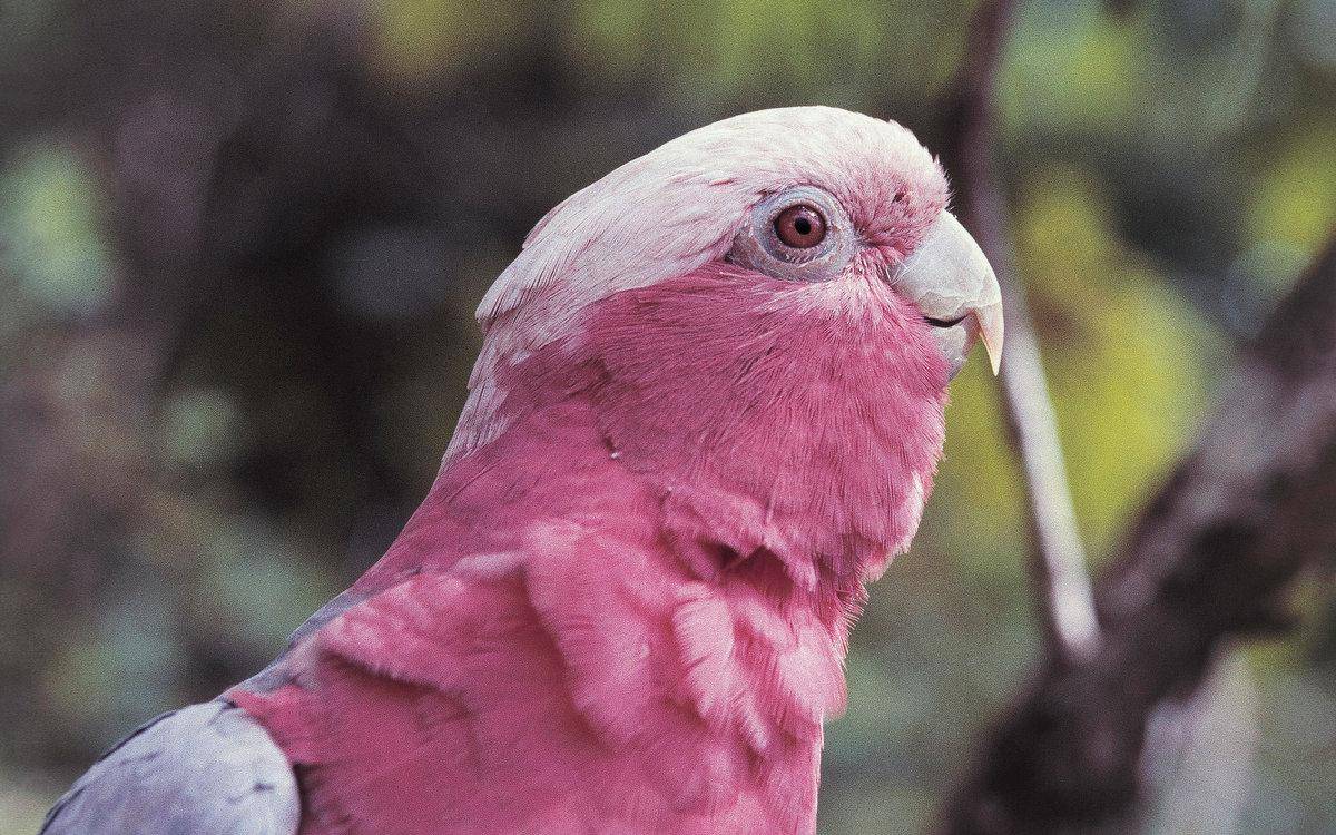 Розовый какаду гала: фото, особенности содержания