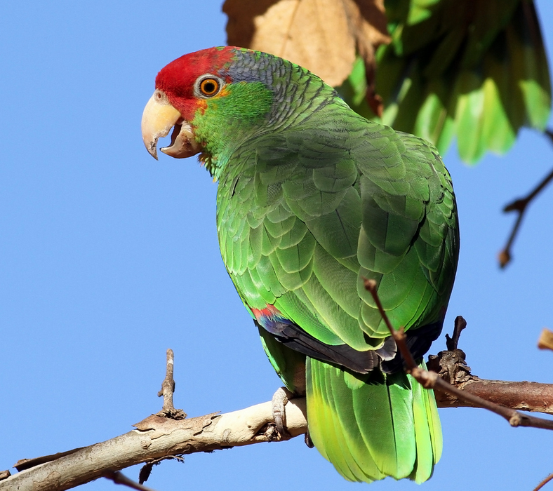 Средние попугаи: виды, описание и фото