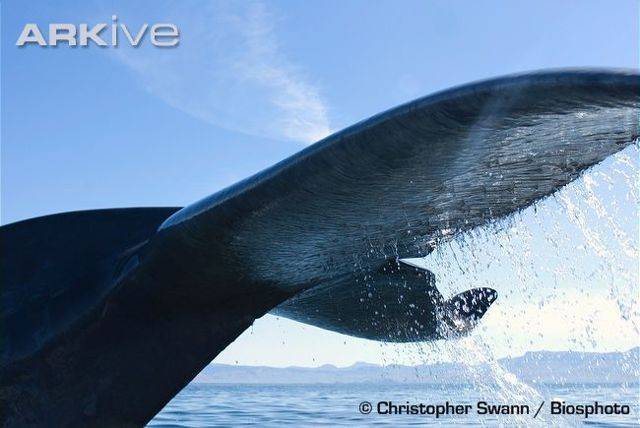 Самый большой кит в мире - topkin