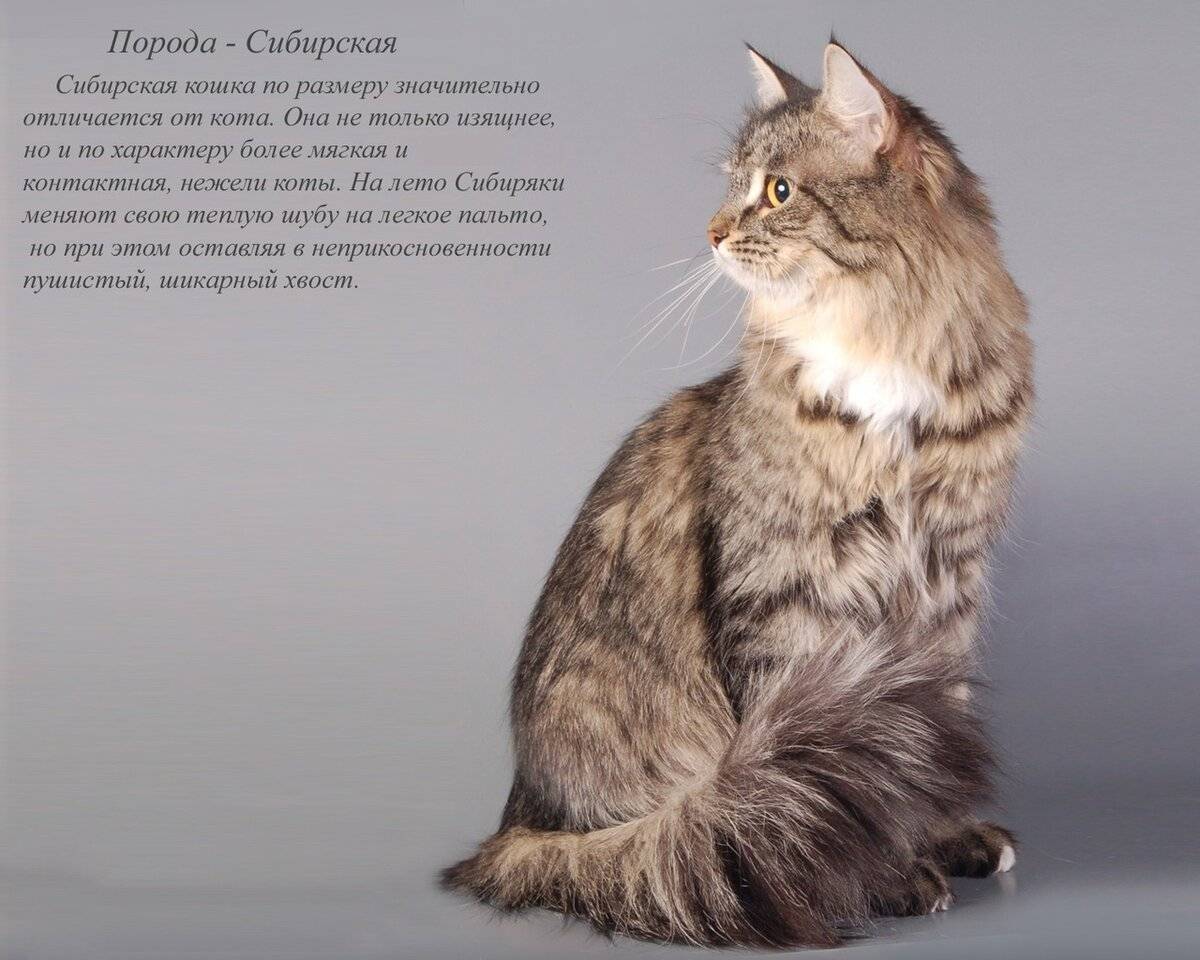 Сибирская кошка: характер, описание породы, отзывы владельцев | сайт о домашних животных