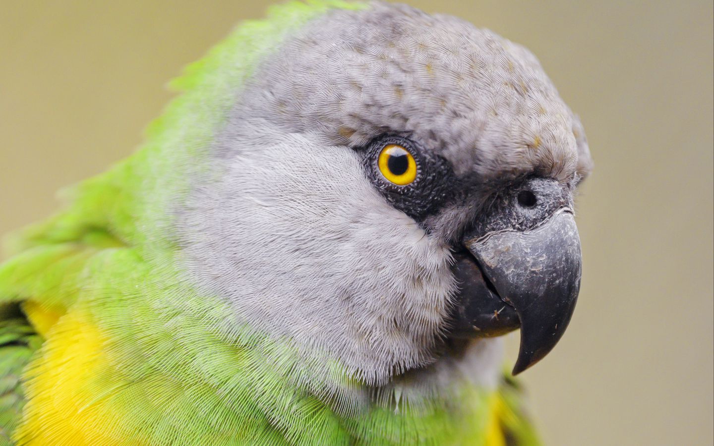 Сенегальский попугай | описание, содержание, кормление попугаев