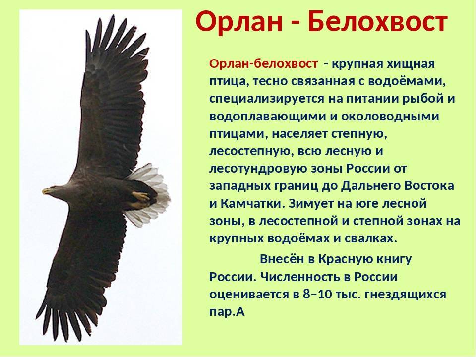 Орлан-белохвост – фото, описание, ареал, рацион, враги, популяция