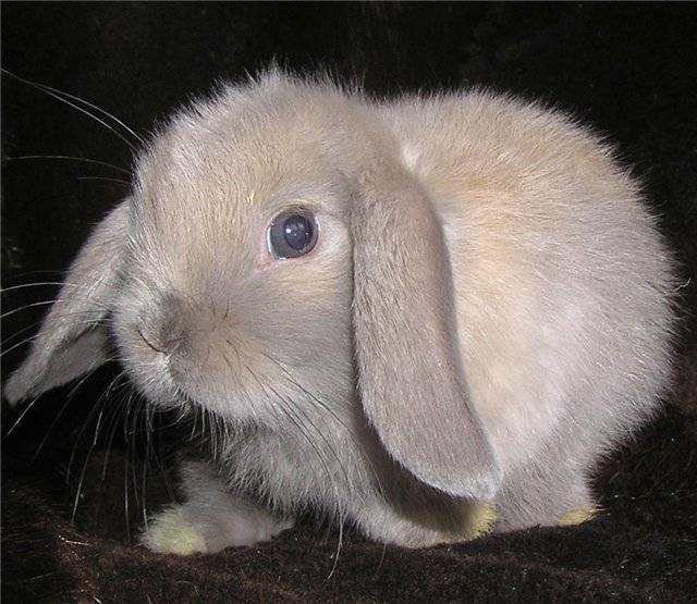 Кролик баран: описание и характеристика породы, уход и содержание, отзывы