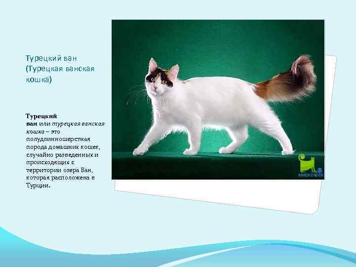 Селкирк рекс: кошки и коты