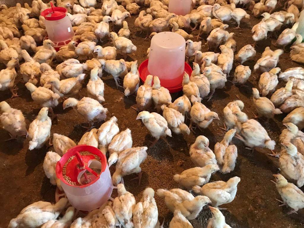 С продажи цыплят я зарабатываю по 55 тысяч в сезон, но это не предел! реальный опыт пенсионера из дагестана