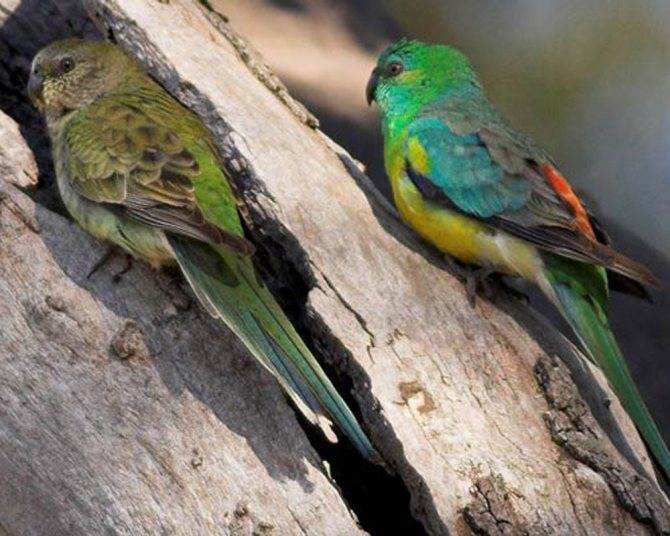 Певчий попугай : фото, видео, содержание и размножение