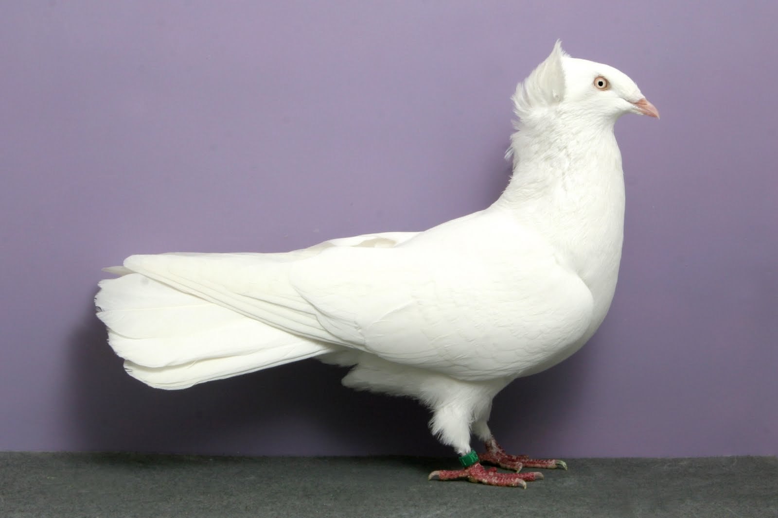 Породы голубей с фотографиями и названиями, характеристики и описание