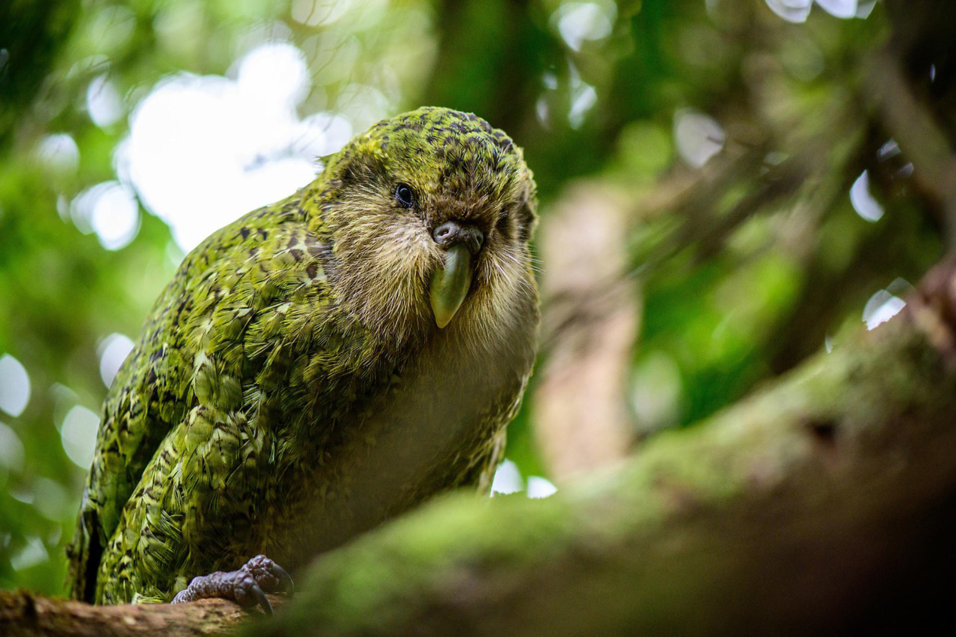 Совиный попугай (какапо) - особенности нелетающего попугая, среда обитания, размножение, фото
