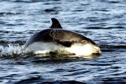 Беломордый дельфин (лат. Lagenorhynchus albirostris)