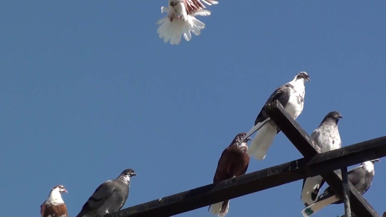 Серпастые голуби: описание птицы и особенностей её содержание