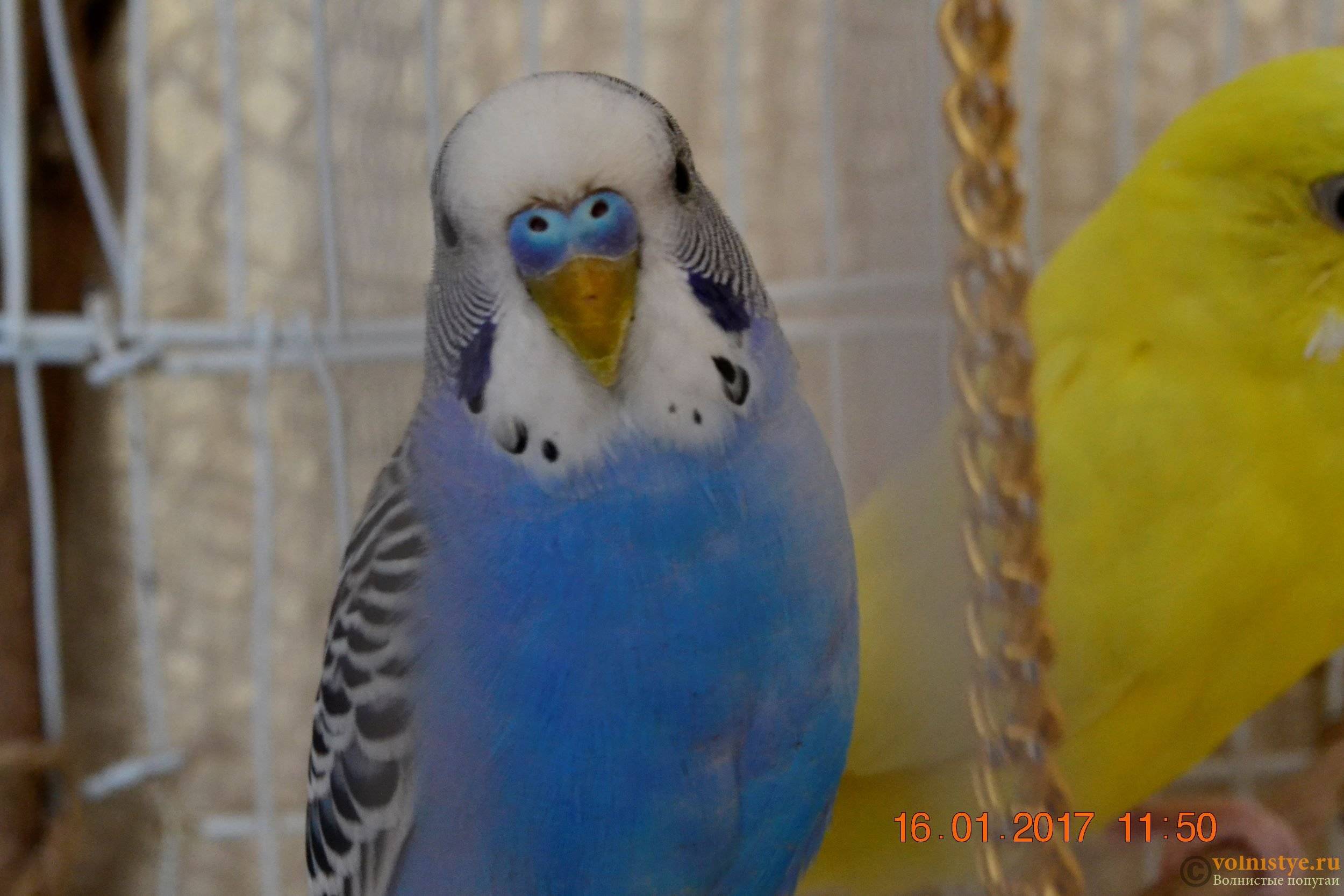 Как определить возраст волнистого попугая: приметы и особенности