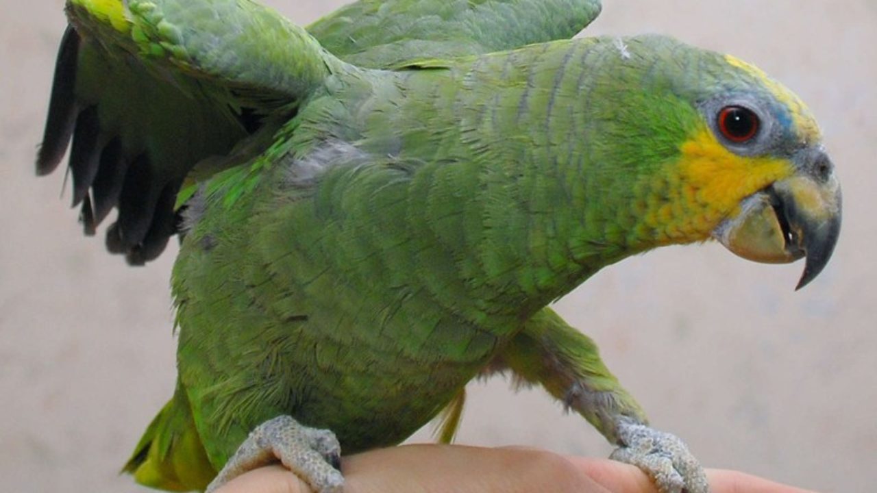 Род амазонские попугаи, амазоны amazona