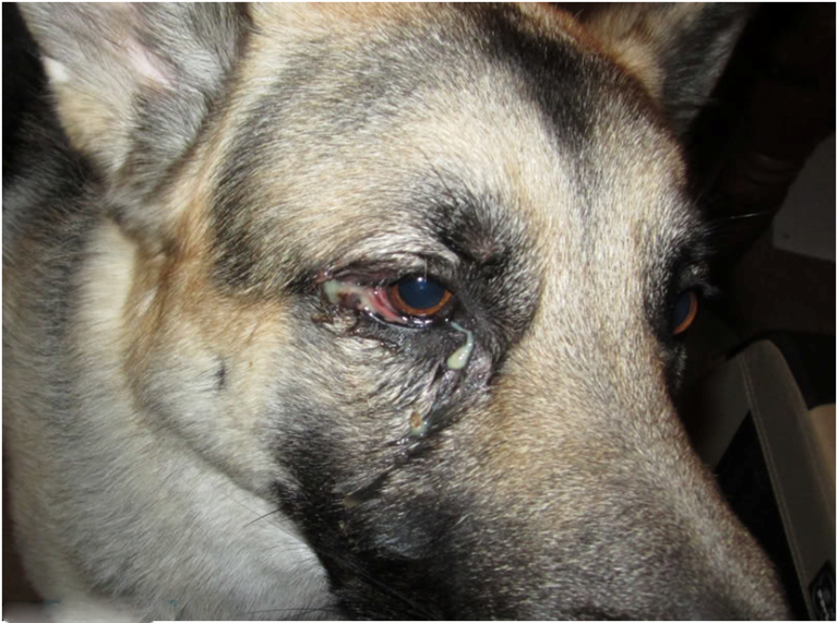 Не знаете, что делать, если у собаки красные глаза и слезятся? мы подскажем - kupipet.ru