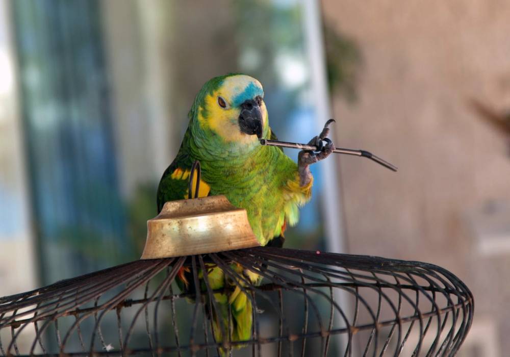 Интересные факты о способностях волнистых попугаев -