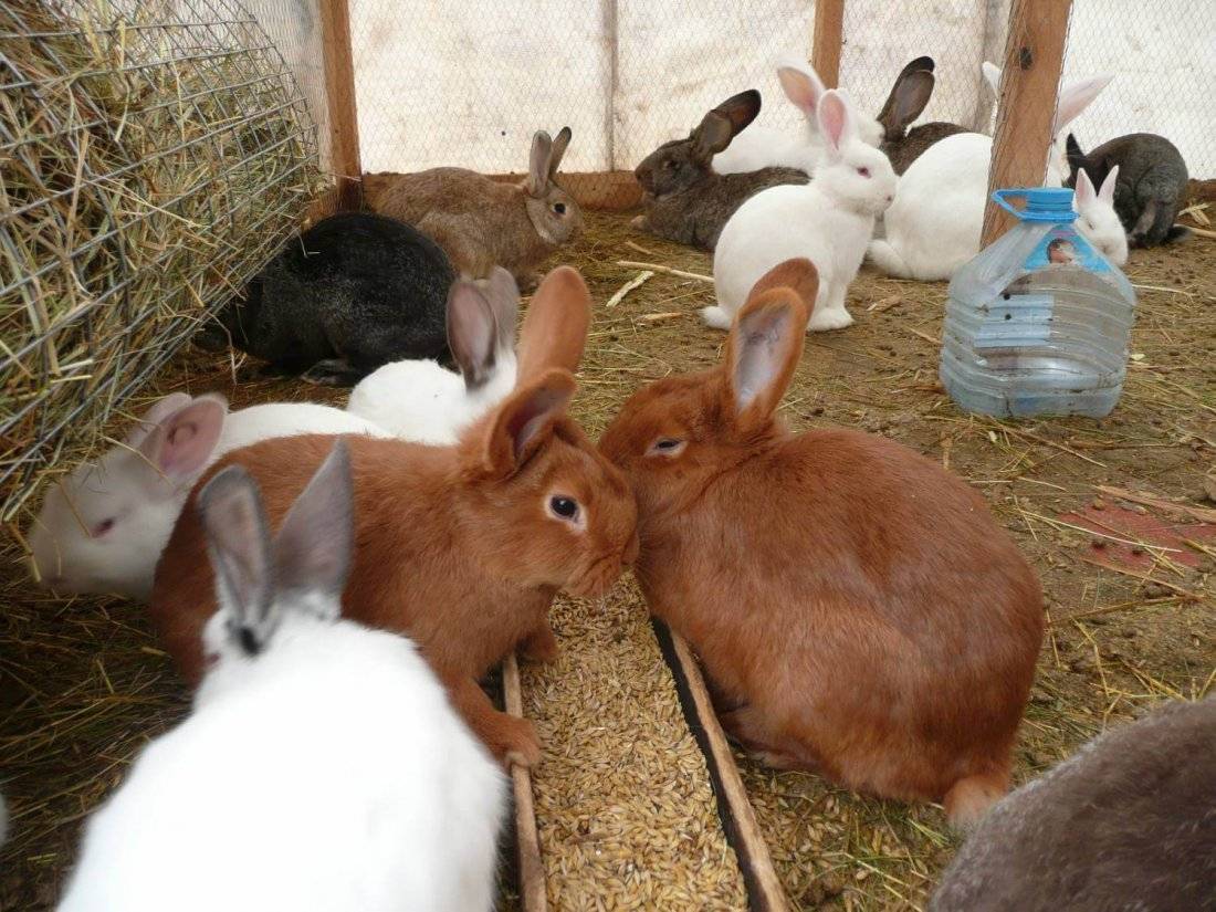 Разведение кроликов как бизнес | свое хозяйство