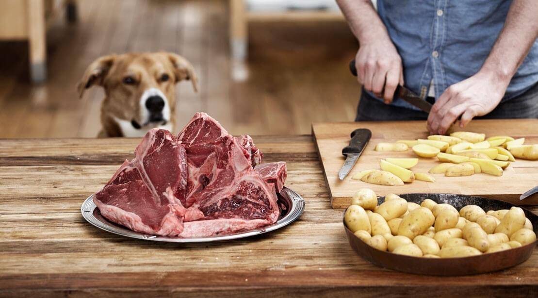 Насколько опасна болезнь ауески для собак и кошек? стоит кормить свининой в сыром виде? | дети фауны