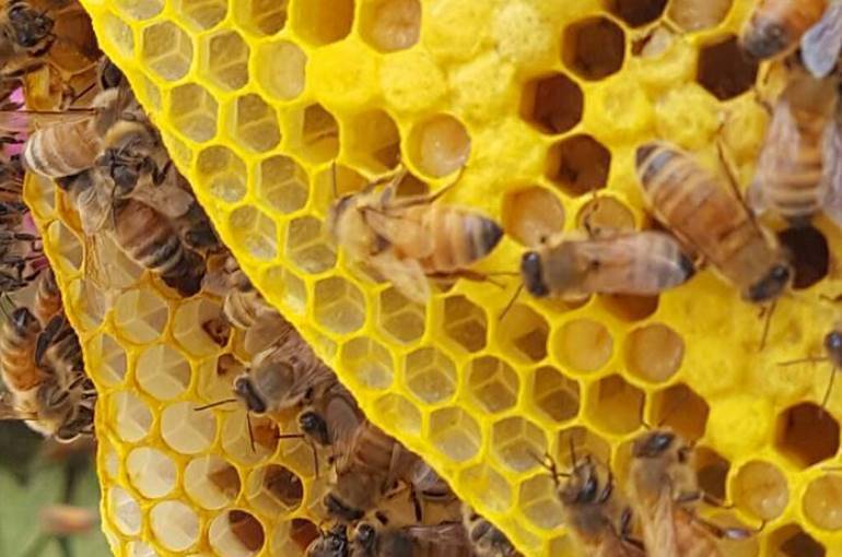 Сколько живет пчела и что влияет на продолжительность жизни матки, трутня, рабочей пчелы
