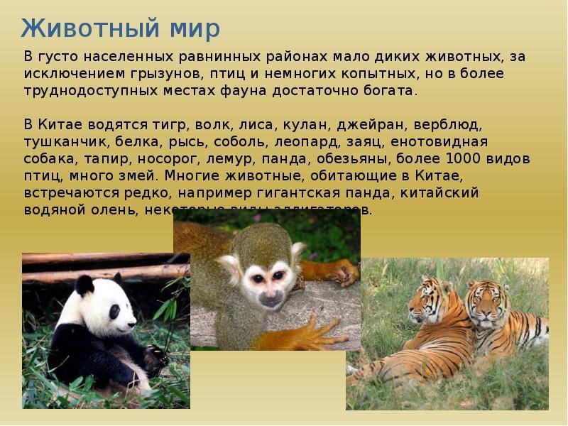 Животные россии - млекопитающие, птицы, рептилии, амфибии, рыбы и другая фауна — природа мира