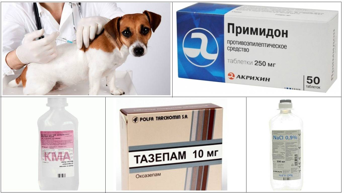 Эпилепсия у собак. лечение либромидом - ветеринария