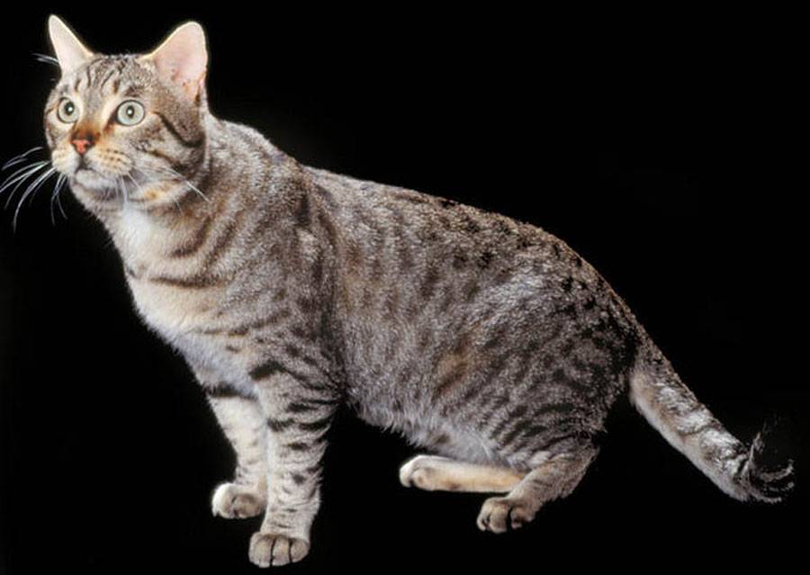 Калифорнийская сияющая кошка, особенности породы, содержание