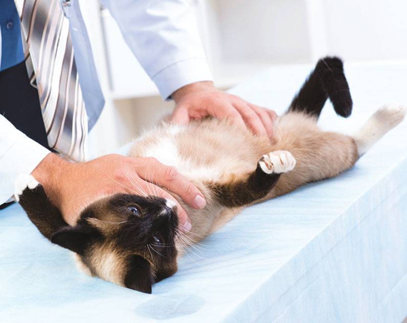 Кастрация кота без наркоза: плюсы, минусы, советы ветеринаров