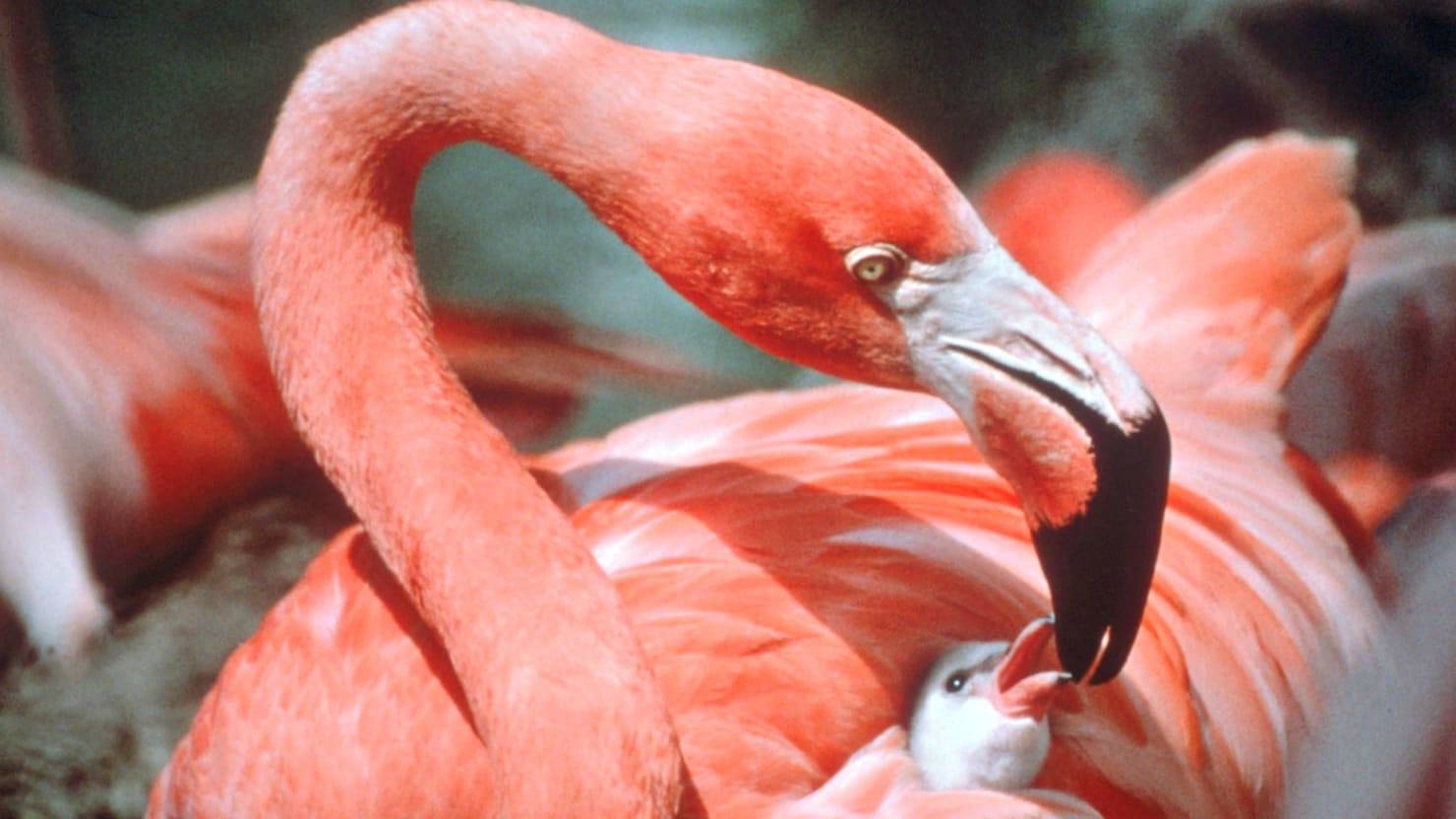 Фламинго – фото, описание, ареал, рацион, враги, популяция