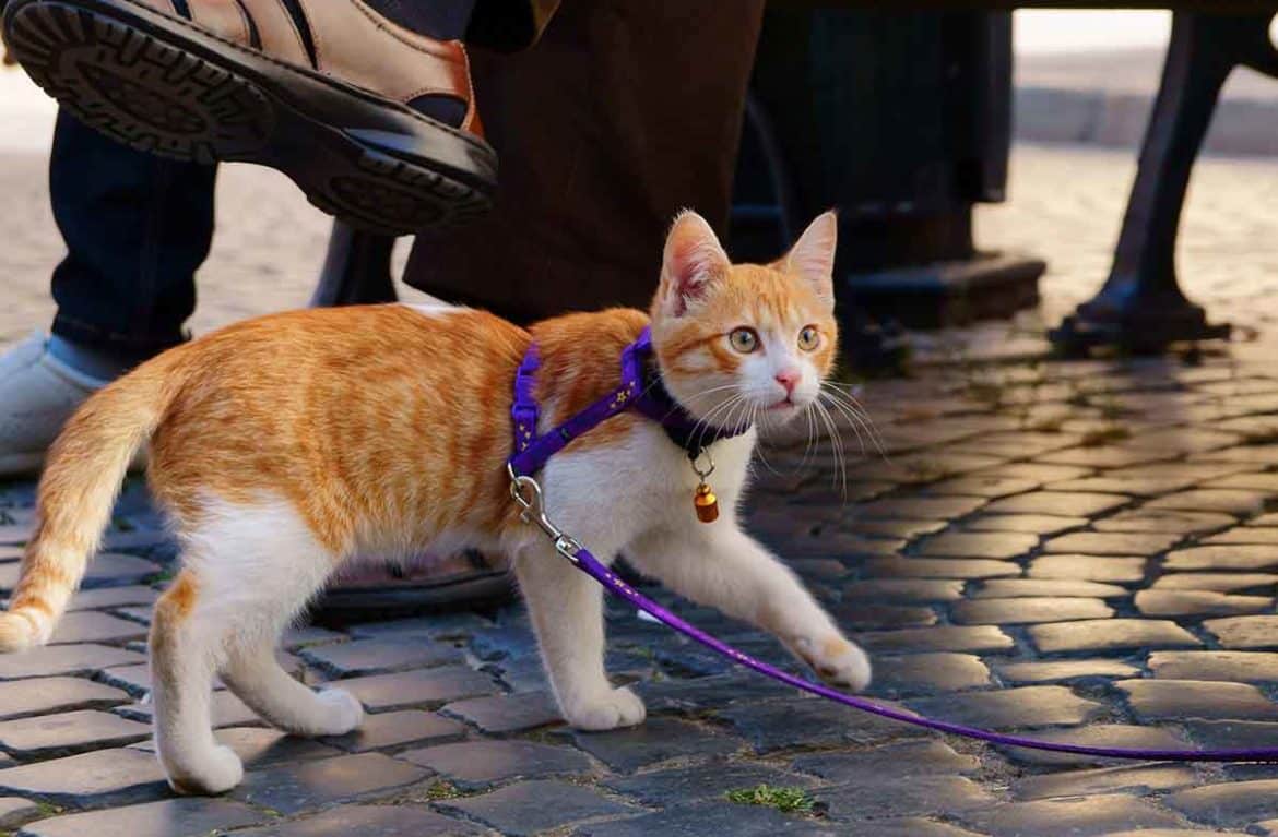 Правила выгула кошек на улице, как правильно выгуливать кошку - petstory