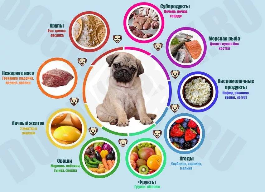 Чем можно и чем нельзя кормить пекинеса-от щенка до престарелой собаки ⋆ собакапедия