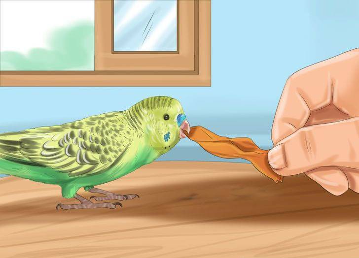 Все,что нужно знать об уходе за волнистыми попугайчиками в домашних условиях