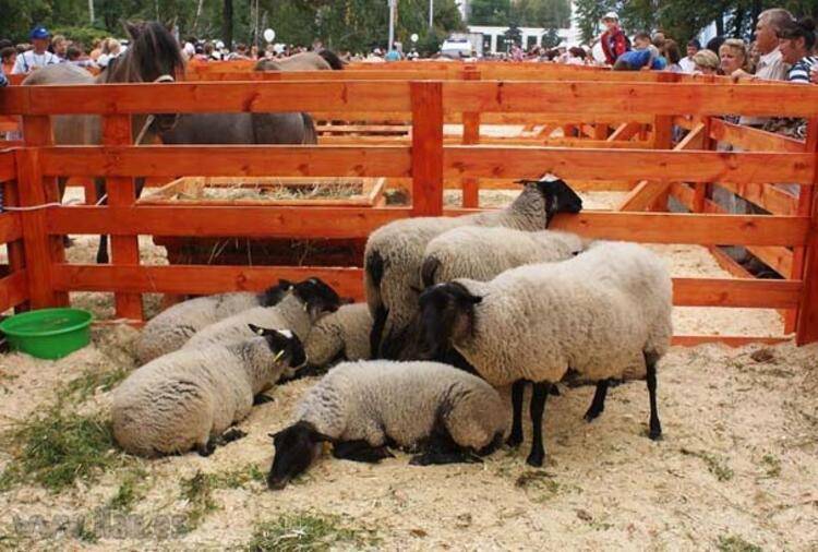 Овцы романовской породы: описание, уход, продуктивность, кормление и размножение