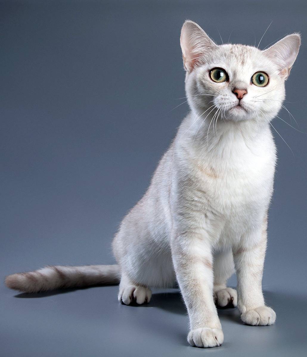 Бурмилла короткошерстная: порода маленьких короткошерстных кошек