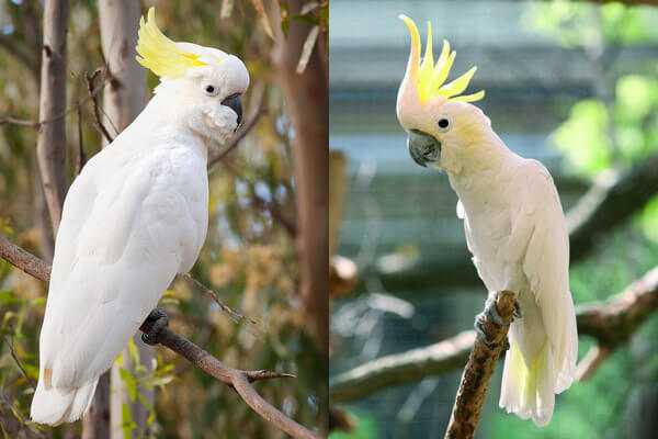 Самые красивые попугаи на земле