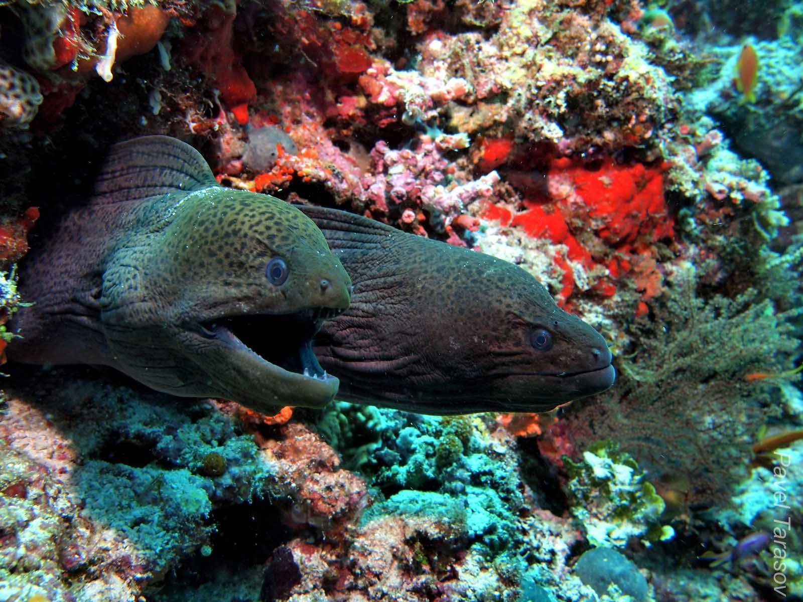 Рыба мурена: удивительная обитательница коралловых рифов