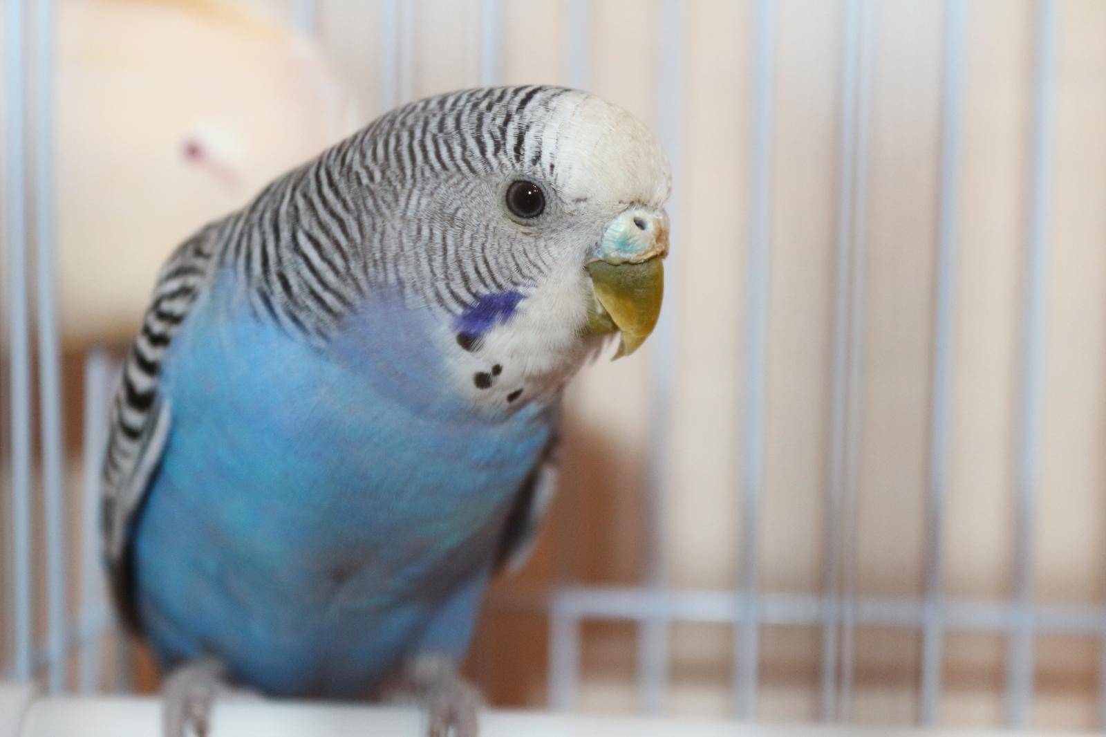 Что необходимо делать, чтобы избежать болезней и лечения попугаев?