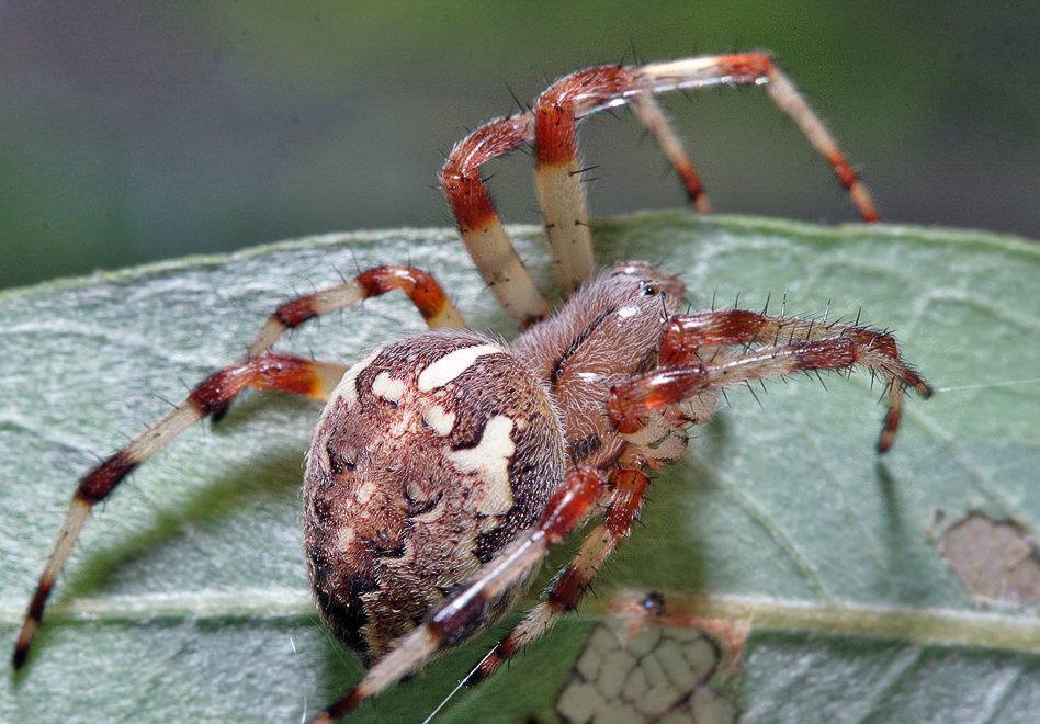 Паук крестовик. образ жизни и среда обитания паука крестовика