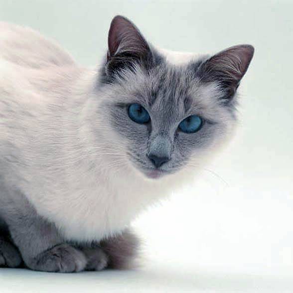 Породы кошек с голубыми глазами: топ самых голубоглазых!