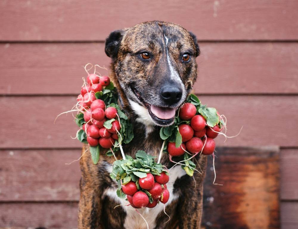 Какие овощи можно давать собакам: разрешенные и запрещенные