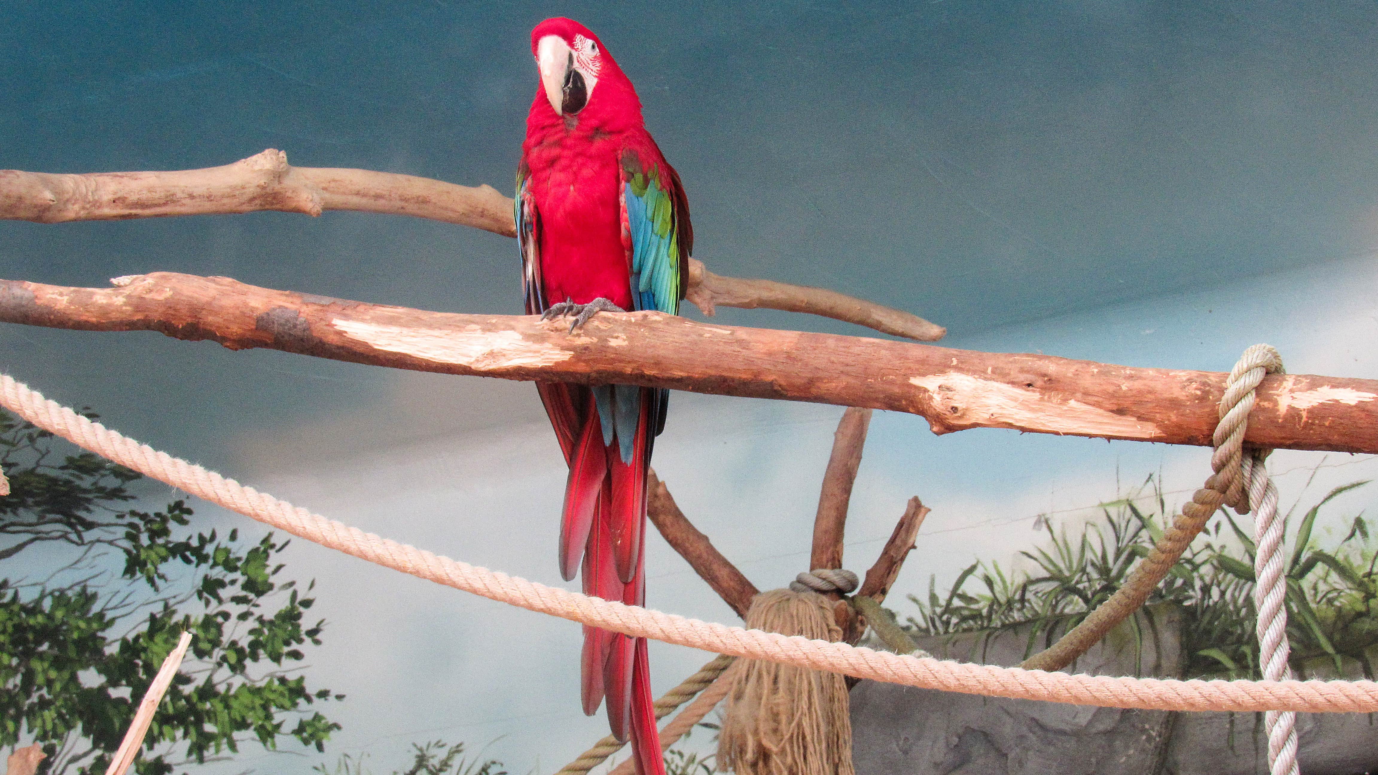 Сколько могут прожить попугаи какаду?