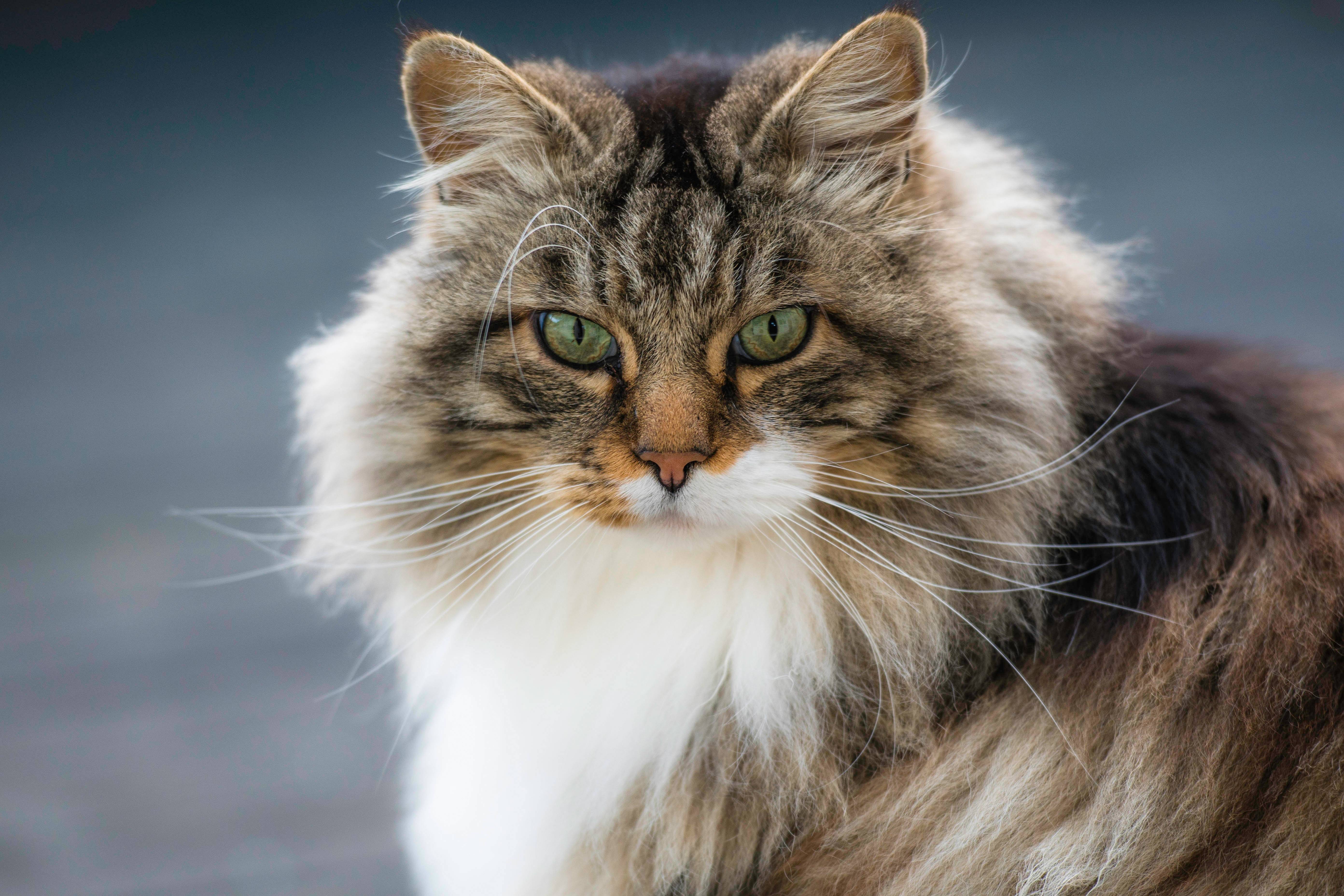 Норвежская лесная кошка - характер, уход, питание и болезни породы